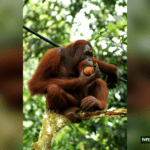 Orangutan Habitat