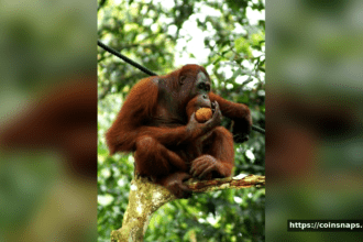 Orangutan Habitat
