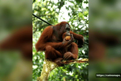 Orangutan Habitat