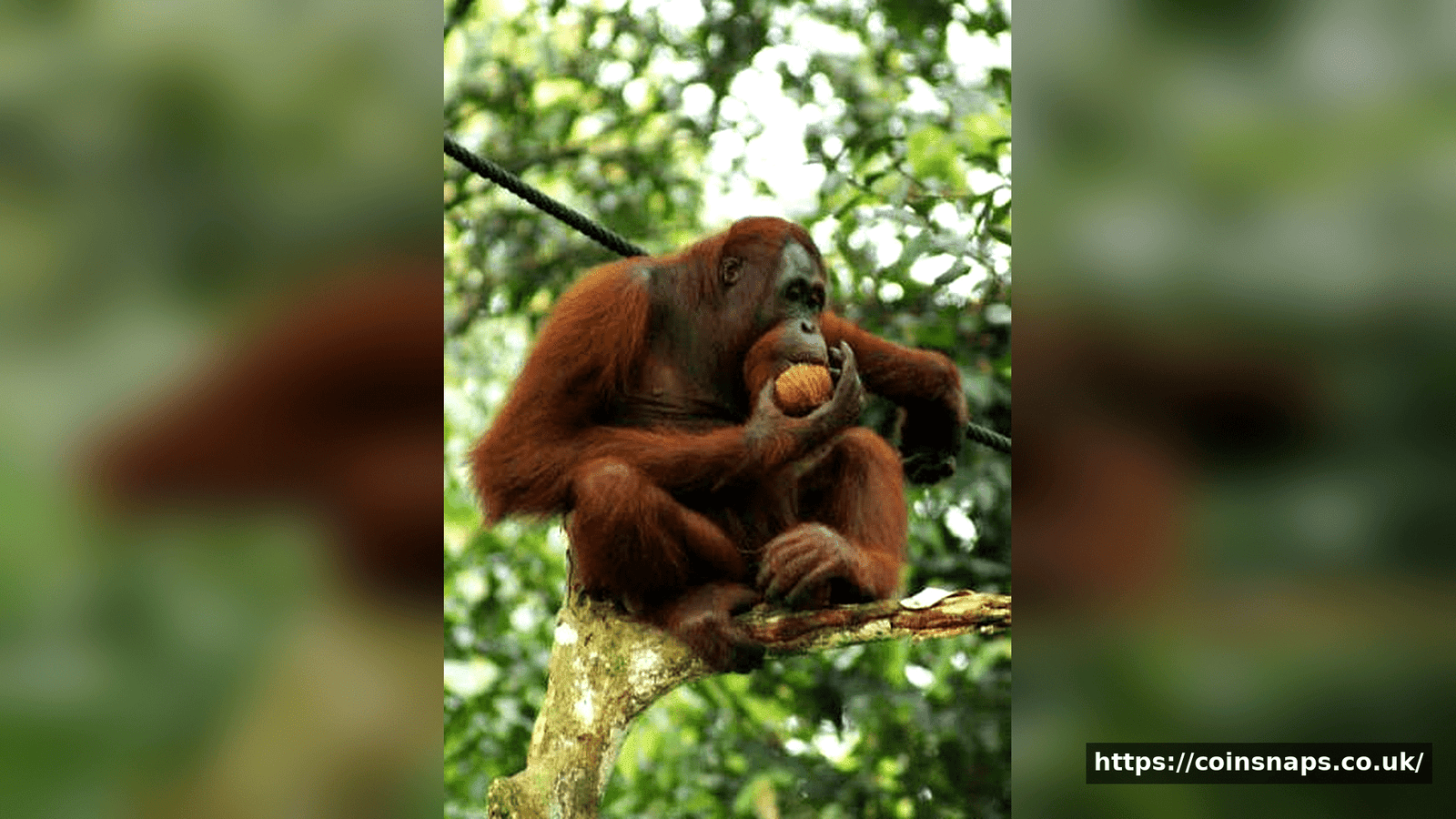 Orangutan Habitat